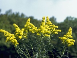 Solidago speciosa -Showy Goldenrod